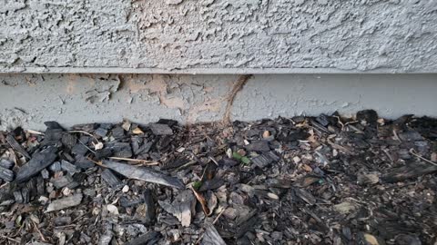 Subterranean Termite at Front Walkway