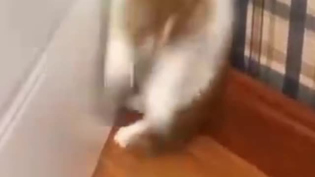 FIRE CAT SCARED OF A TOY HAHHAHAHAHHA