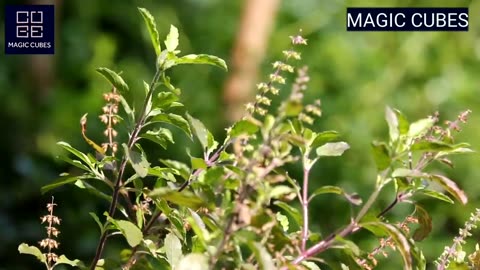 Top 10 Plants for home make our day lucky