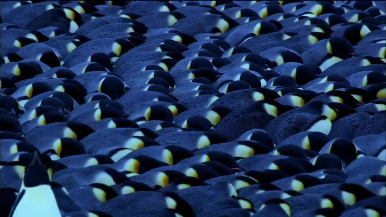 Baby Emperor Penguins Emerge from Their Shells | Nature on PBS