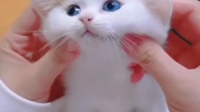 A baby milk cat always smells of milk. It smells good!