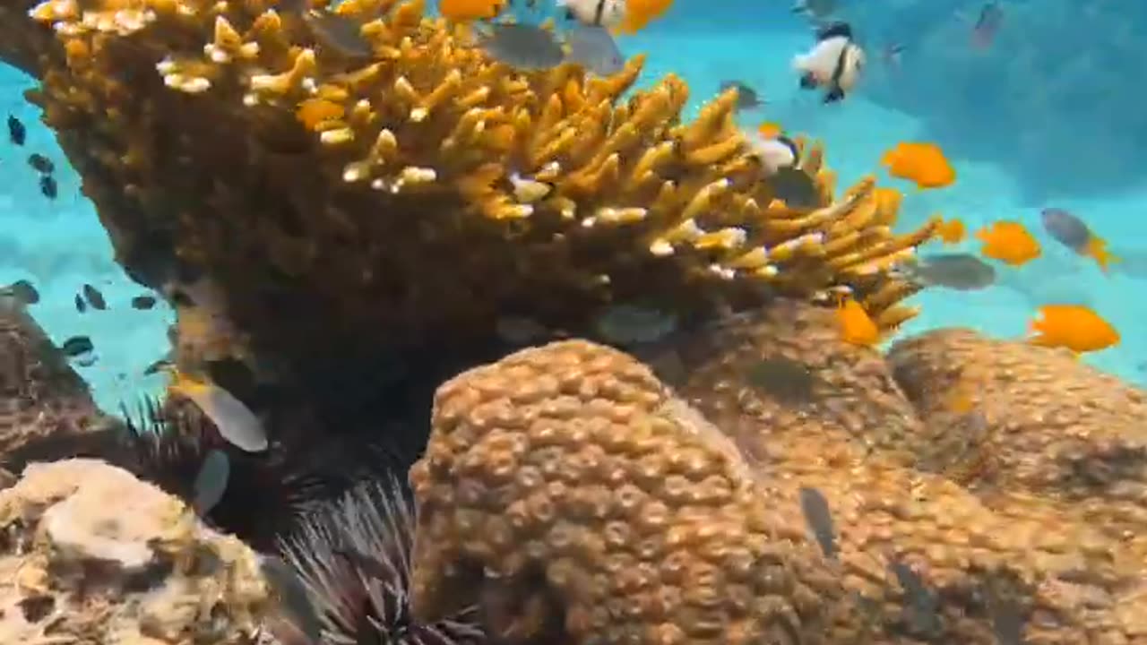 Lovely😘Creatures🤿Under the Sea🐠 GoPro HERO11