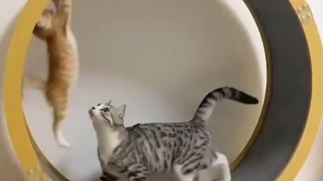 The cat is exercising