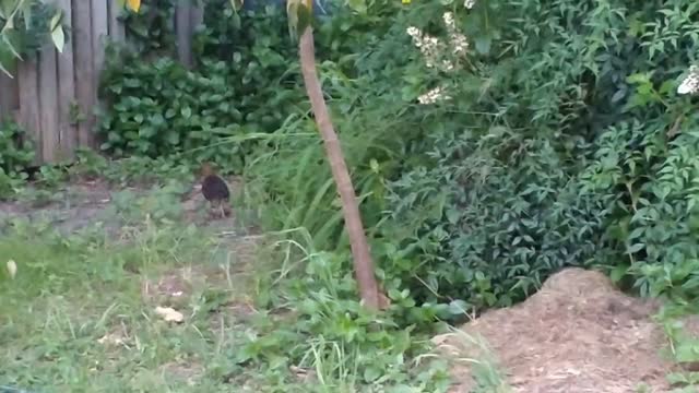 The Baby Bush Turkeys have hatched!