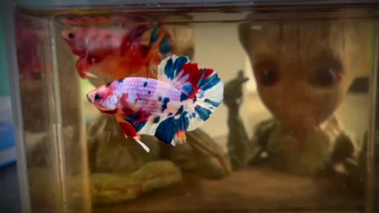 BEAUTIFUL CANDY BETTAFISH