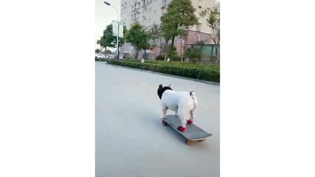 Everyone see what my pet do?