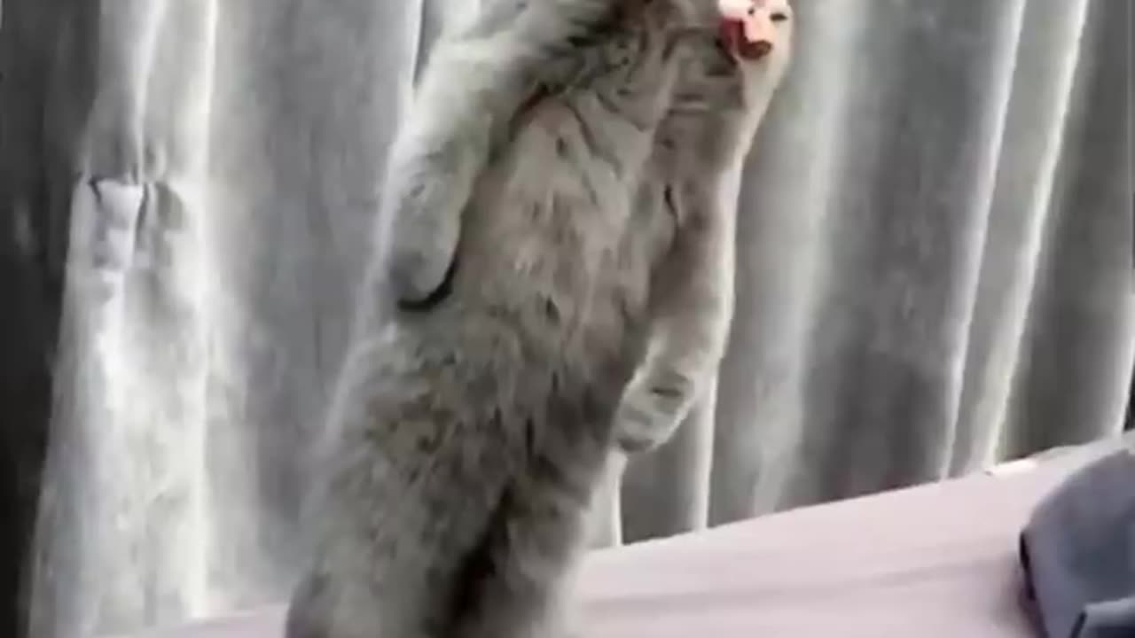Cut funny cat