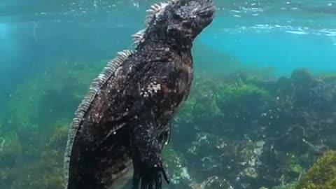 Underwater Jurassic #shorts #viral #shortsvideo #video