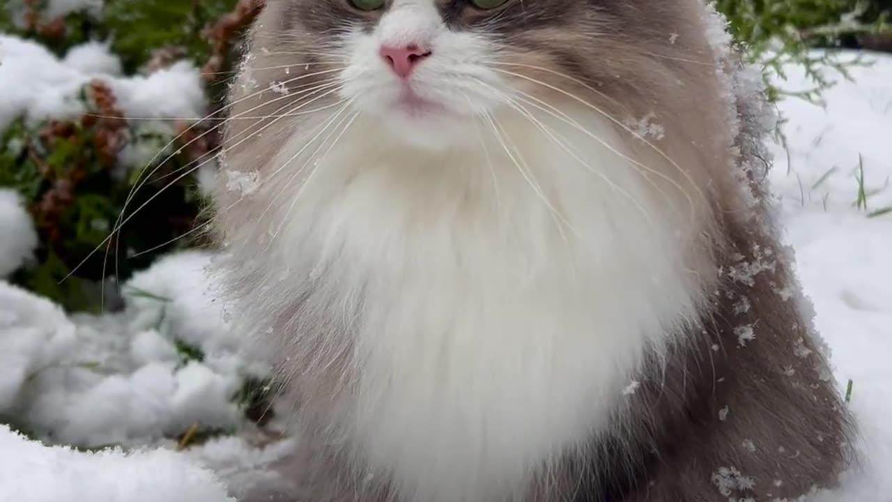 Beautiful Cat