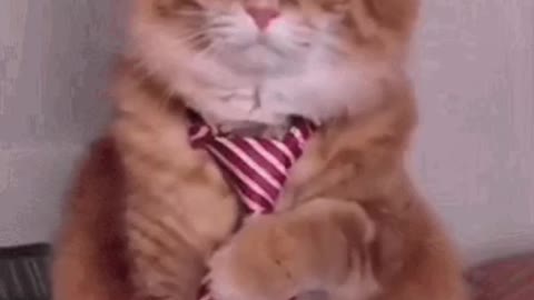 Cute Cat GIF 🐈
