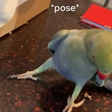 How to woo a girl, according to Beaker the parrot 🦜💓