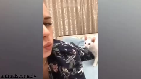 Animals comady