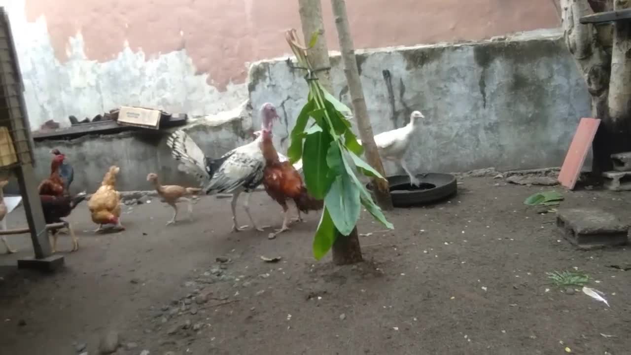 Turkey attack aseel rooster/part