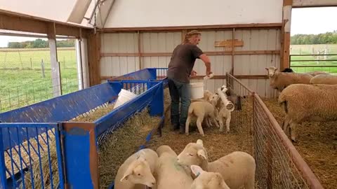 Sheep Farming- The Fall Lambs_Cut