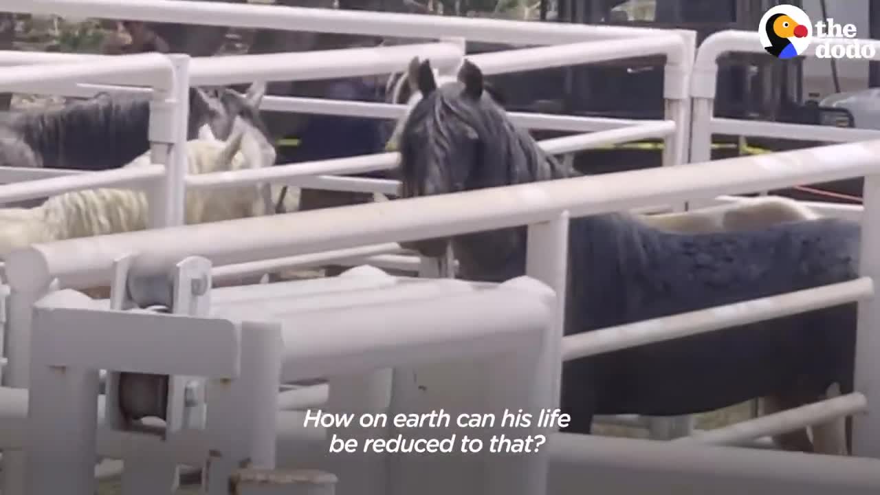 Woman Spends Over A Year Trying To Find Wild Horse And All Of His Mares And Babies | The Dodo