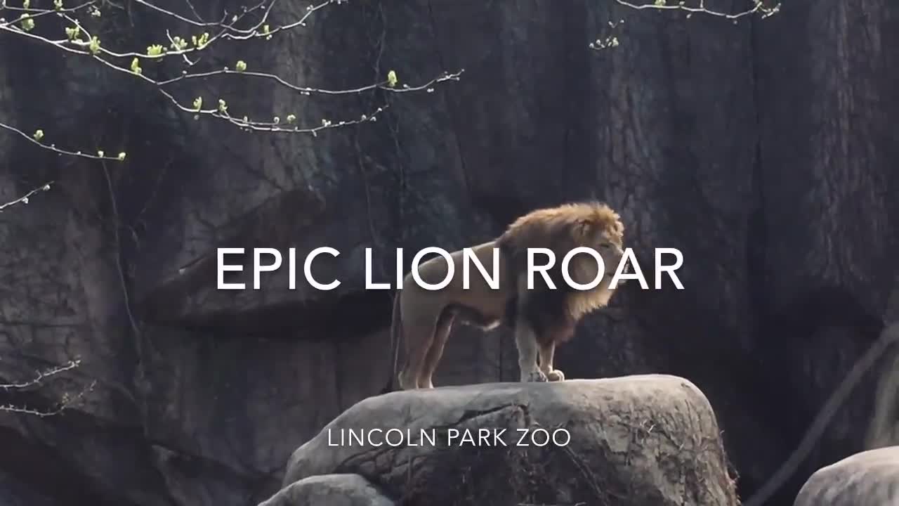 Epic Lion Roar at Lincoln Park Zoo