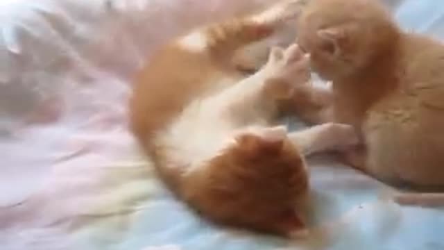 Sweet little kittens playing on the bed