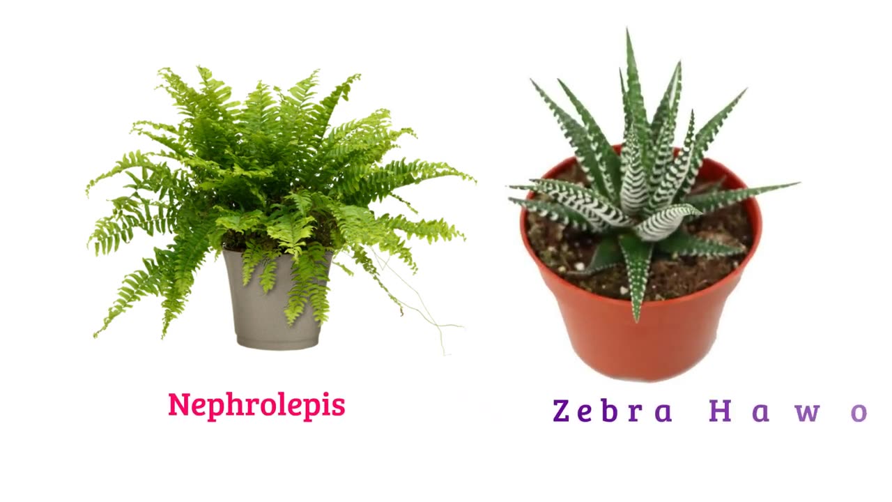 Which type of ornamental plant do you love it?