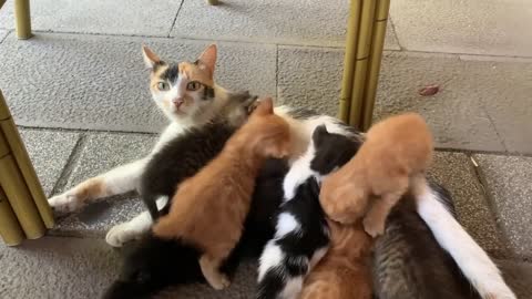 Homeless hungry kittens looking for mother cat