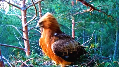 An eagle attacks another eagle's child