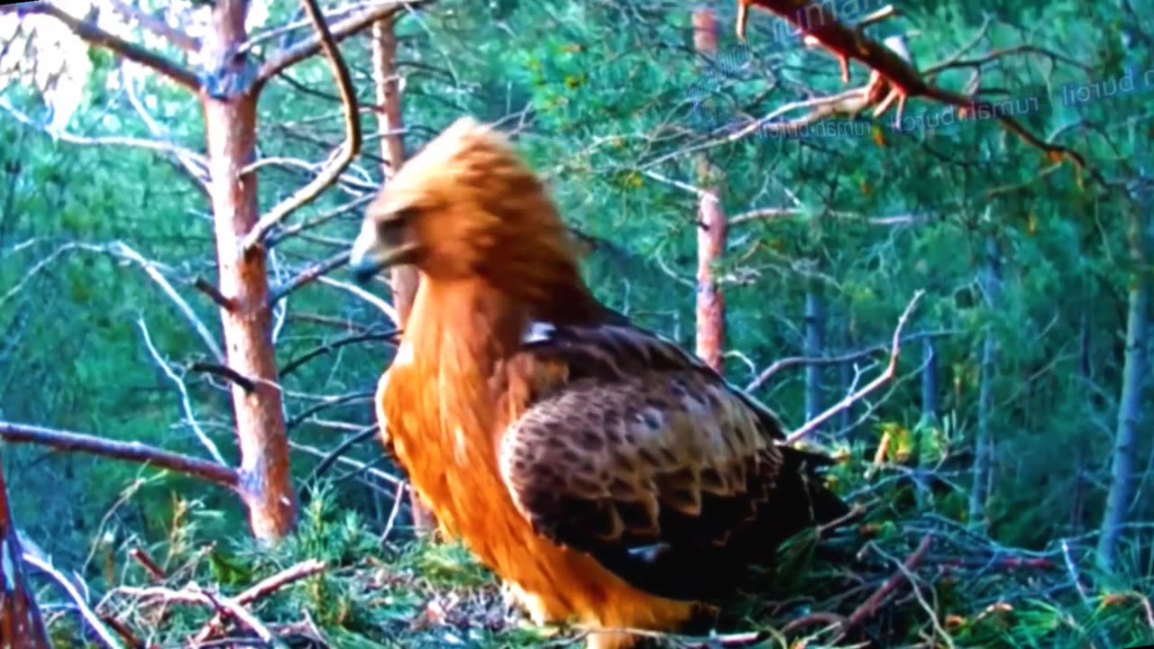 An eagle attacks another eagle's child