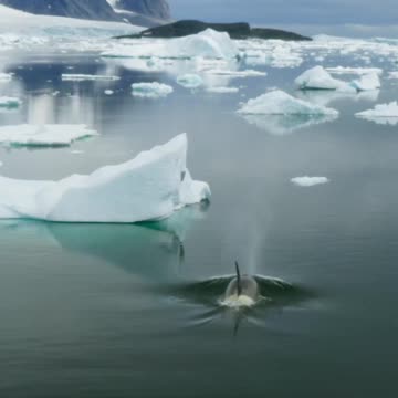 - Catch me if you can FrozenPlanet2