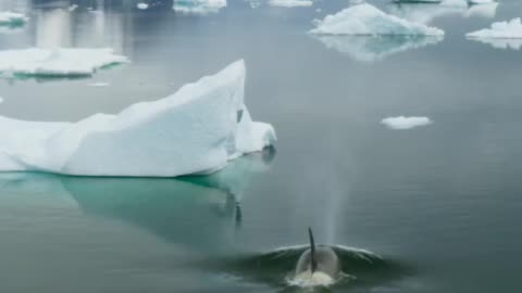 - Catch me if you can FrozenPlanet2