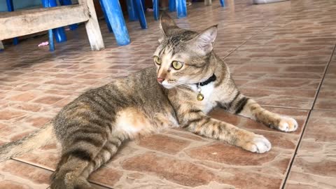 Beautiful brown cat is sitting on the floor