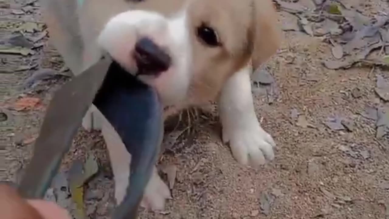 Funny Puppies Video,Cute Baby