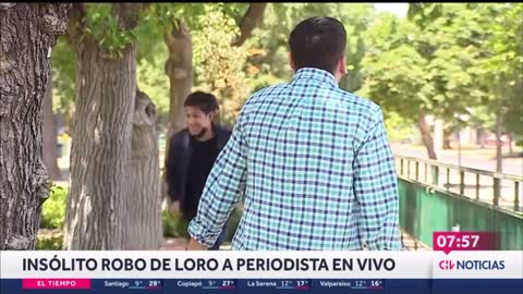 Papagaio rouba, ao vivo, fone de ouvido de repórter de TV no Chile