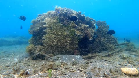 Beautiful under Water Scene 🥰😍