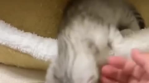 Those funny animals that you can't understand