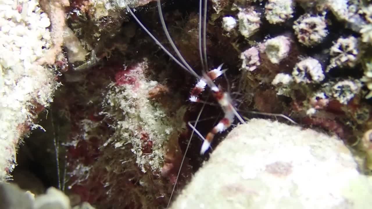 This sea shrimp is very unique, beautiful color