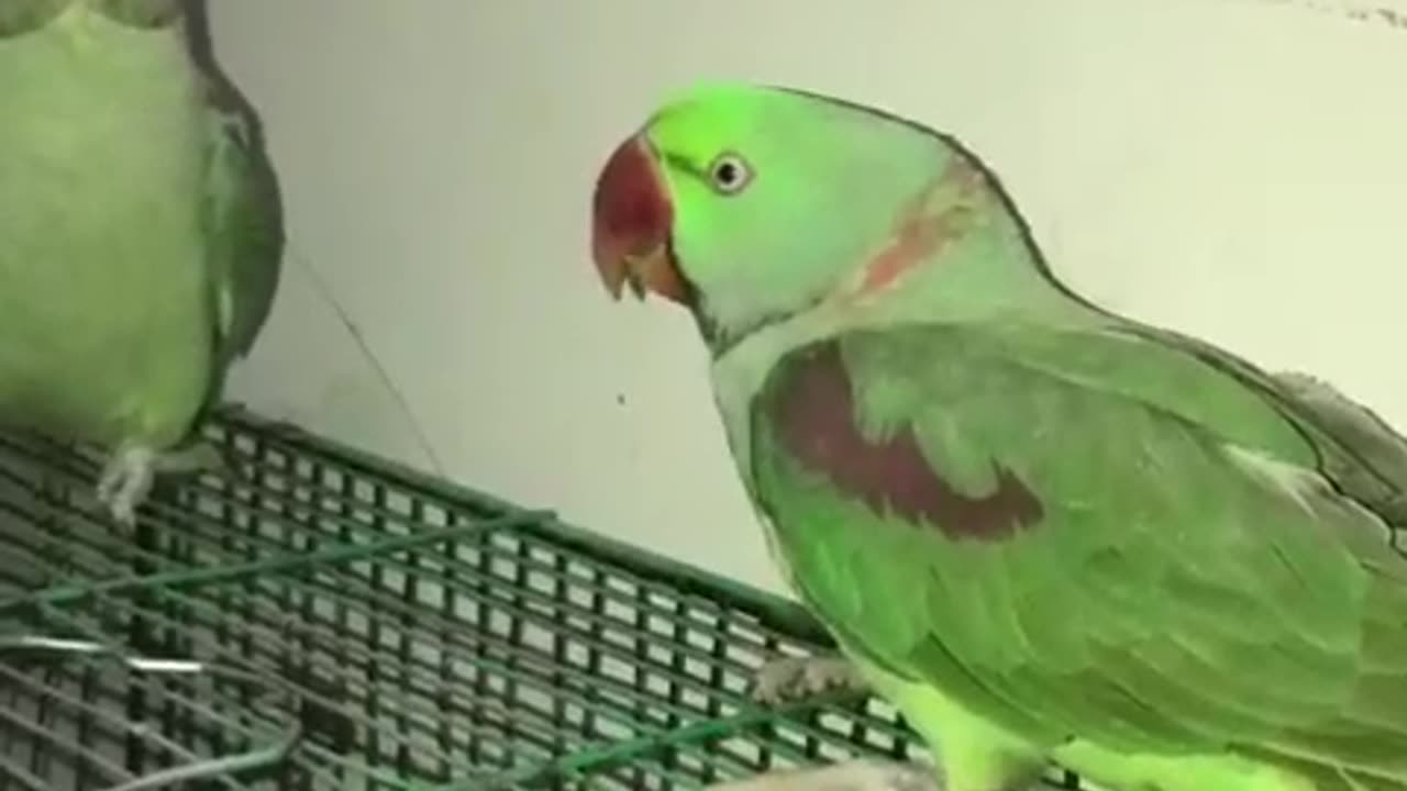 Beautiful parrot video short