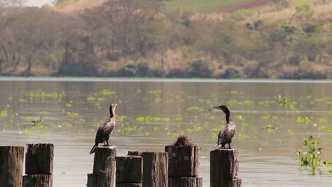 Birds Perched On Wood