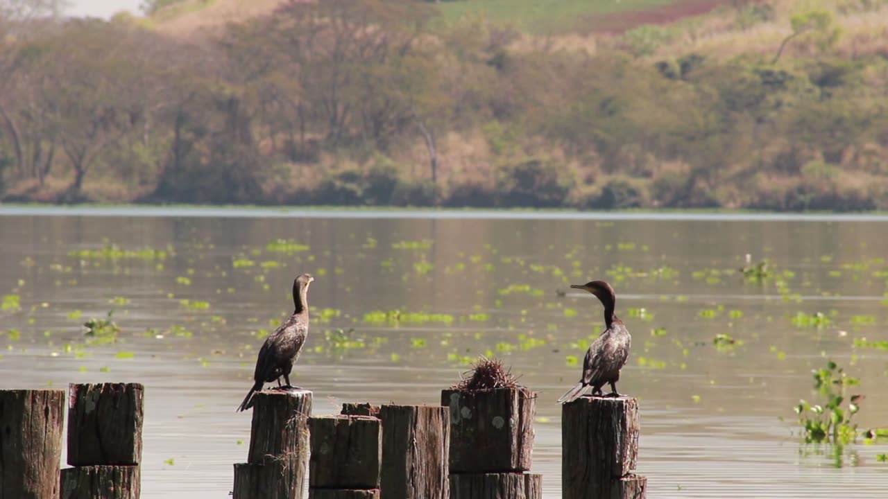 Birds Perched On Wood