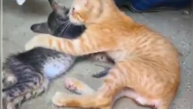This vide will take a lots of tears😞 || animal's have realizing power