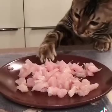 1 Minute of Cats Being Cats... #funnycats #catshorts #shorts