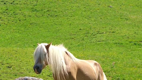 horses on green pasture with mountain