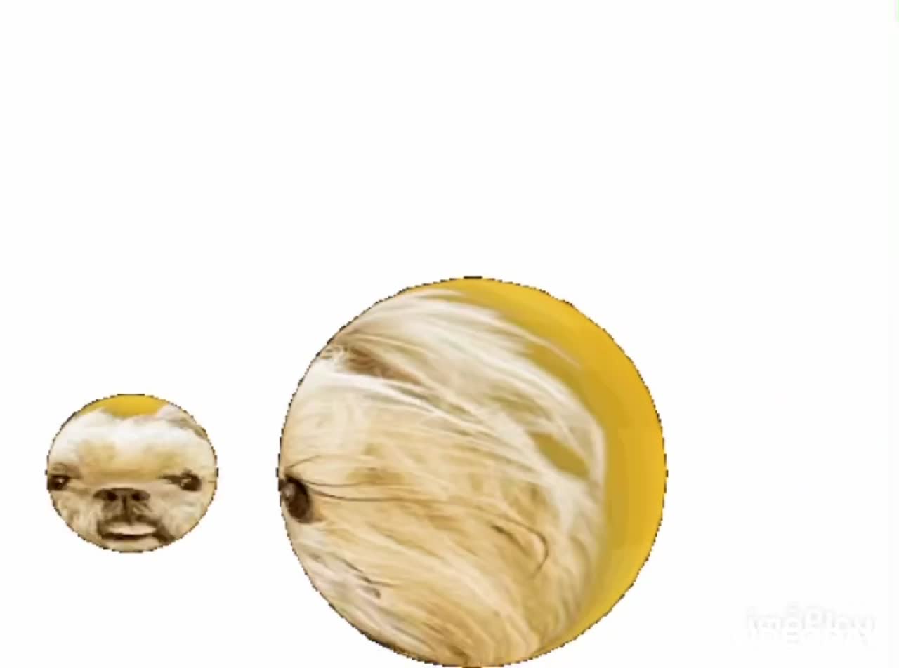 Dog Rotation Gif 🐶