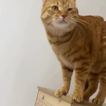 CAT SHIT FUNNY VIDEOS