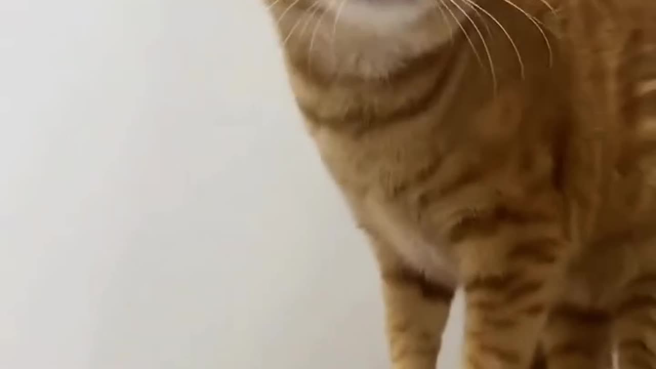 CAT SHIT FUNNY VIDEOS