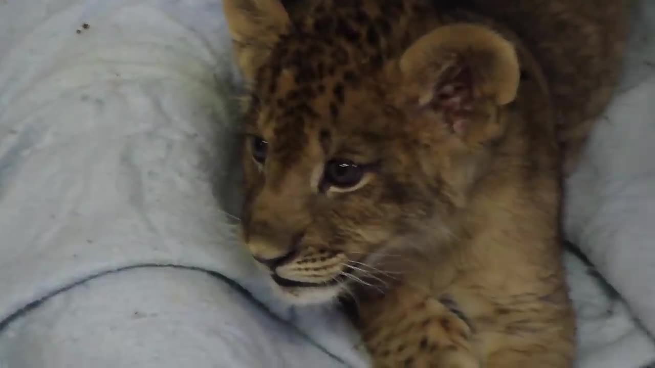 Lion Cub Gives Us His Best Roar