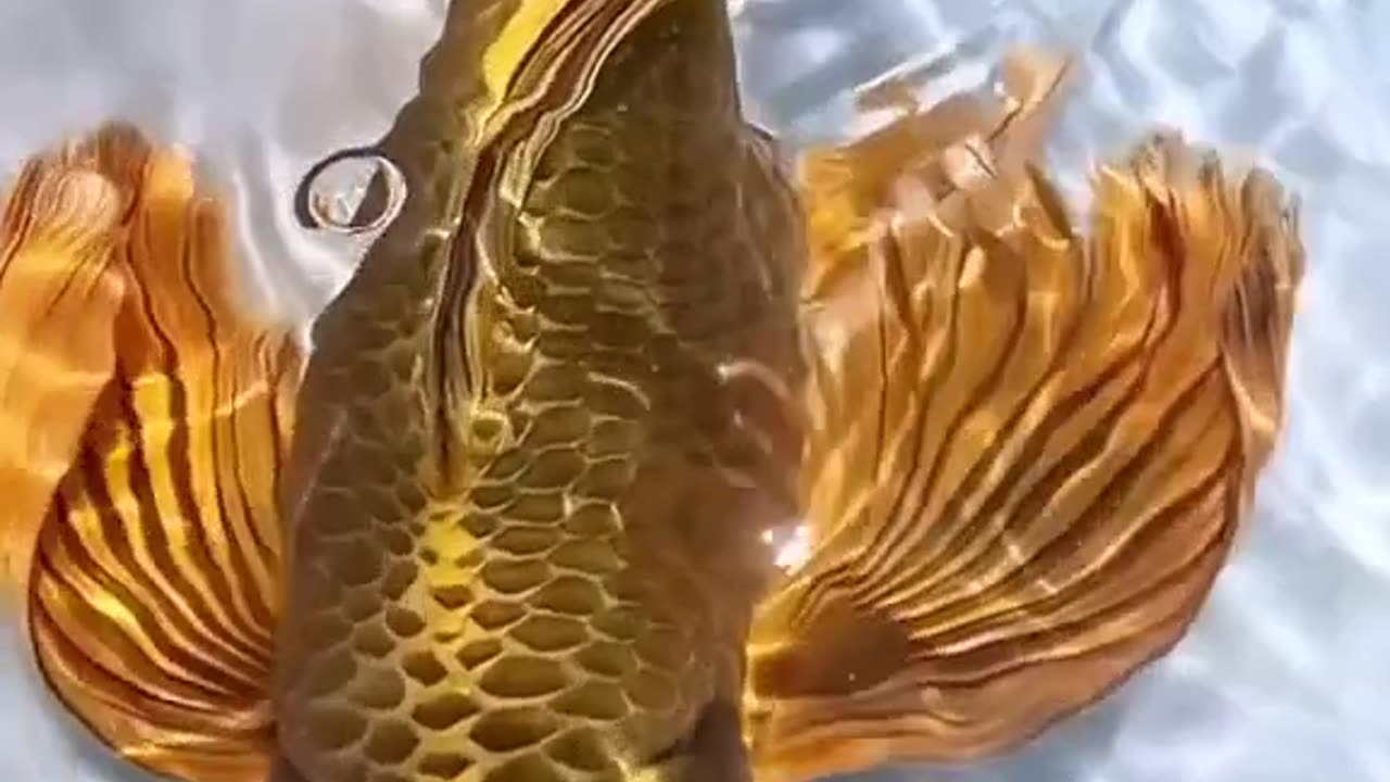 Golden Fish