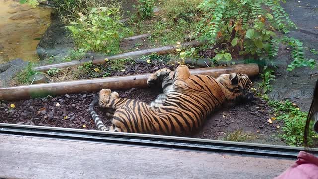 トラのごろにゃん（上野動物園）