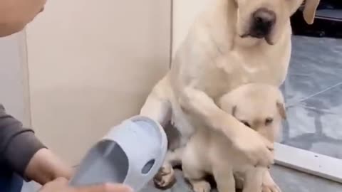 mom saving his child