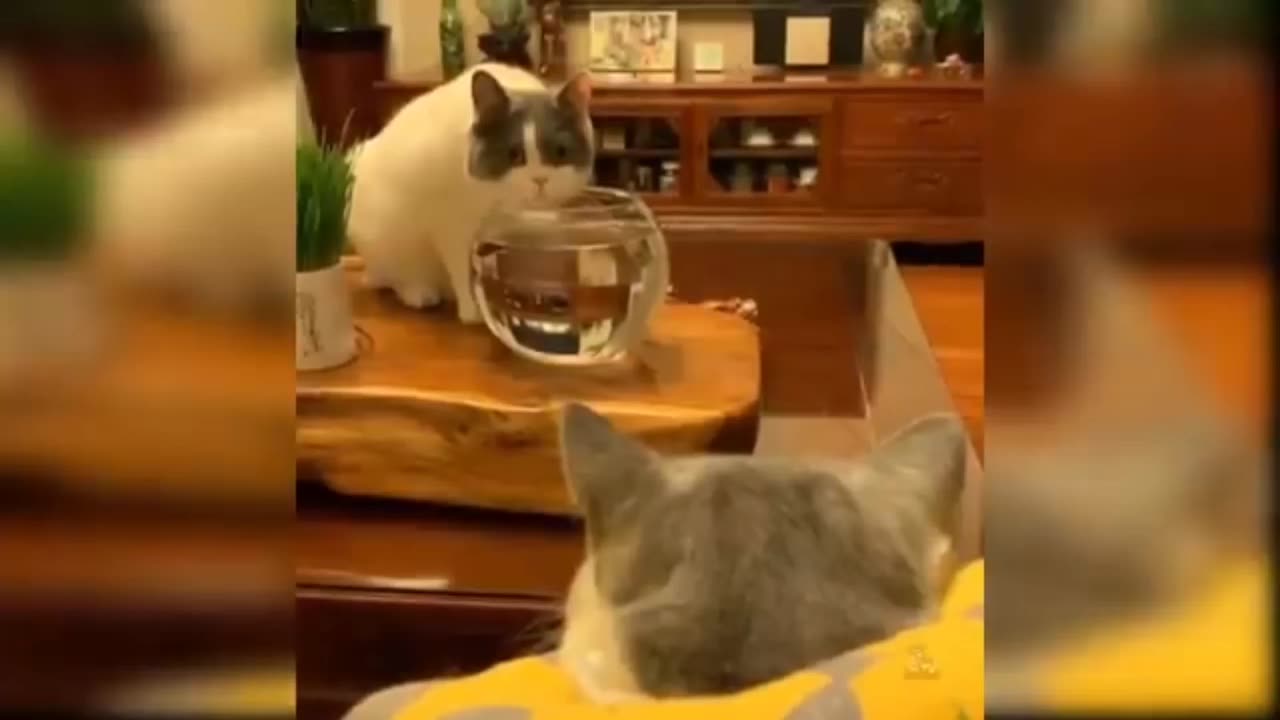 Baby cat / cat funny video