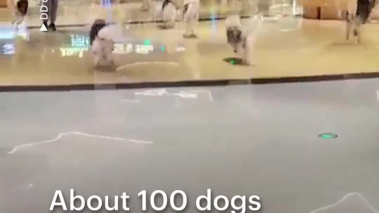 Who let the dogs out !!!