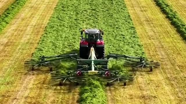 Flat out at grass