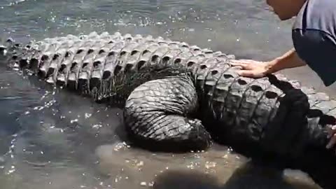 Elvis the Alligator goes for Swim